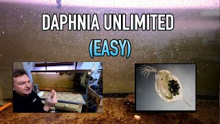 How I Raise Daphnia Water Fleas And You Can Too [upl. by Aleb]