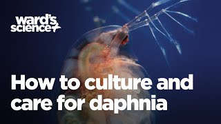 Caring and Culturing for Daphnia [upl. by Etnoid]