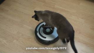 Cat shows HOW TO use iRobot Roomba Vacuum [upl. by Euqnomod]