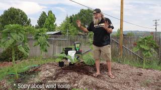 How To Grow Giant Pumpkins [upl. by Genevieve]