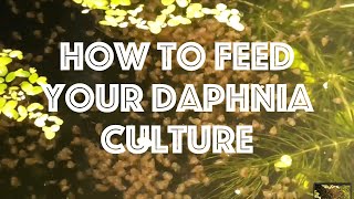 How To Feed Your Daphnia Culture [upl. by Nnaarual725]