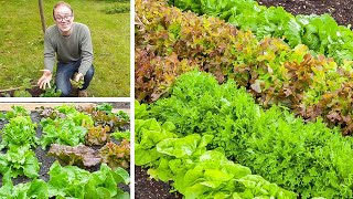 Growing Lettuce from Sowing to Harvest [upl. by Yadahs390]