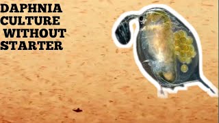 HOW TO CULTURE DAPHNIA NATURALLY WITHOUT A STARTER [upl. by Lenahs]