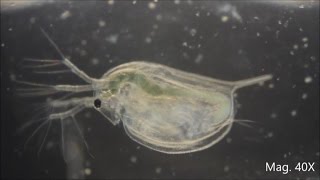 Daphnia magna under the Microscope [upl. by Oicnedif800]