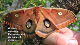 Egg to Polyphemus Moth [upl. by Tootsie328]