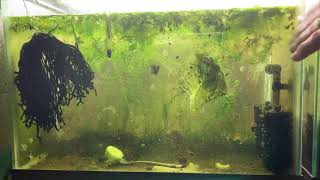 Scuds Daphnia Cherry Shrimp Copepods My aquatic food culture [upl. by Aenal]