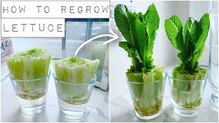 How To Regrow Lettuce With Just Water [upl. by Brent]