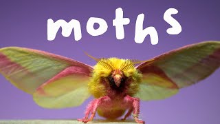 7 Spectacular Moths in Slow Motion [upl. by Lani454]