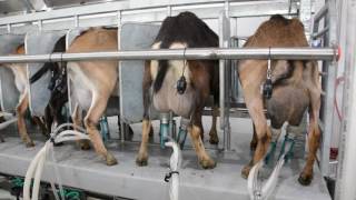 Machine Milking Dairy Goats [upl. by Foah]