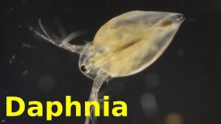 Daphnia [upl. by Kim361]