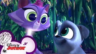 Halloween Pumpkin Patch Fun 🎃  Puppy Dog Pals  Disney Junior [upl. by Etnoled]