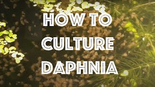 How To Culture Daphnia Magna [upl. by Akenihs299]