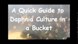 How to culture daphnia outside [upl. by Erdeid461]