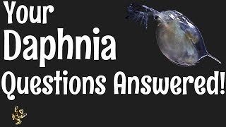 Daphnia Questions Answered [upl. by Ilan486]