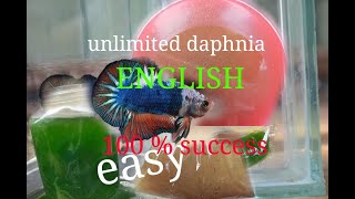 daphnia moina culture Easy way Unlimited production English  with sub Green water Chlorella [upl. by Bard]