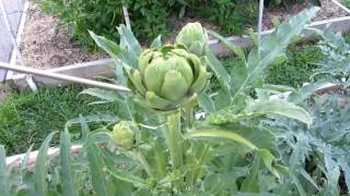 Growing Organic Artichokes Zone 5 [upl. by Llij988]