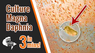 How to culture DAPHNIA MAGNA  The easy way [upl. by Albright]