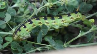 How to Raise Hawk Moths [upl. by Imehon]