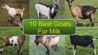 10 Best Goat Breed For Milk [upl. by Theressa]