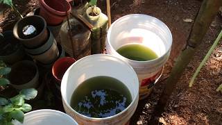 How to grow Green Water Algae [upl. by Paul]