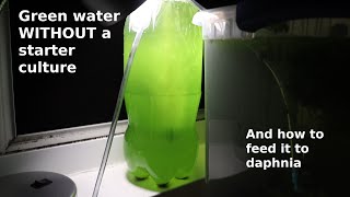 Green Water WITHOUT a Starter Culture  From Scratch  How To [upl. by Anirtep]