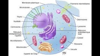 Introduction à la cytologie [upl. by Cinamod489]