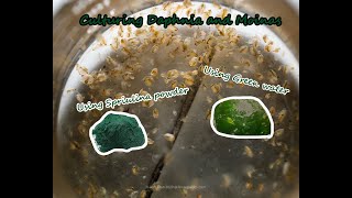 How To Culture Daphnia and Moinas using Green Water Spirulina powder [upl. by Eduam]