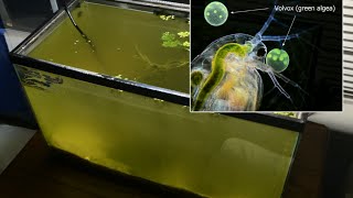 Raising Daphnia for the Freshwater Aquarium [upl. by Daryle457]