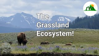 Ecosystems Episode 3 The Grassland Ecosystem [upl. by Nalniuq471]