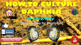 HOW TO CULTURE DAPHNIA In Easy Way [upl. by Pedaiah8]